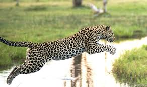 leopard leaping